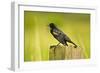 Red-Winged Blackbird Perched on Post, Ridgefield Nwr, Washington, Usa-Michel Hersen-Framed Photographic Print