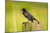 Red-Winged Blackbird Perched on Post, Ridgefield Nwr, Washington, Usa-Michel Hersen-Mounted Photographic Print