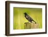 Red-Winged Blackbird Perched on Post, Ridgefield Nwr, Washington, Usa-Michel Hersen-Framed Photographic Print