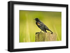 Red-Winged Blackbird Perched on Post, Ridgefield Nwr, Washington, Usa-Michel Hersen-Framed Photographic Print