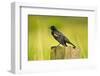 Red-Winged Blackbird Perched on Post, Ridgefield Nwr, Washington, Usa-Michel Hersen-Framed Photographic Print