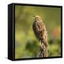 Red-winged Blackbird, Ridgefield NWR, Ridgefield, Washington, USA,-Michel Hersen-Framed Stretched Canvas