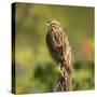 Red-winged Blackbird, Ridgefield NWR, Ridgefield, Washington, USA,-Michel Hersen-Stretched Canvas