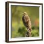 Red-winged Blackbird, Ridgefield NWR, Ridgefield, Washington, USA,-Michel Hersen-Framed Photographic Print