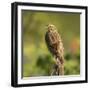 Red-winged Blackbird, Ridgefield NWR, Ridgefield, Washington, USA,-Michel Hersen-Framed Photographic Print