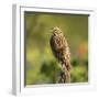 Red-winged Blackbird, Ridgefield NWR, Ridgefield, Washington, USA,-Michel Hersen-Framed Photographic Print