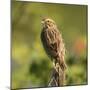 Red-winged Blackbird, Ridgefield NWR, Ridgefield, Washington, USA,-Michel Hersen-Mounted Photographic Print