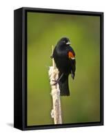Red-Winged Blackbird, Ridgefield Nwr, Ridgefield, Washington, Usa-Michel Hersen-Framed Stretched Canvas