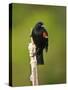Red-Winged Blackbird, Ridgefield Nwr, Ridgefield, Washington, Usa-Michel Hersen-Stretched Canvas