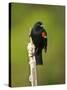 Red-Winged Blackbird, Ridgefield Nwr, Ridgefield, Washington, Usa-Michel Hersen-Stretched Canvas