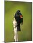 Red-Winged Blackbird, Ridgefield Nwr, Ridgefield, Washington, Usa-Michel Hersen-Mounted Photographic Print