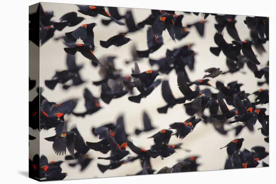 Red-Winged Blackbirds (Agelaius Phoeniceus) in Flight-Gerrit Vyn-Stretched Canvas