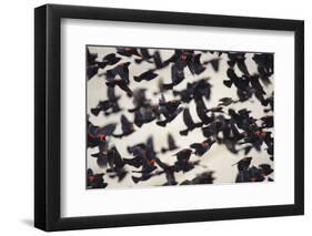 Red-Winged Blackbirds (Agelaius Phoeniceus) in Flight-Gerrit Vyn-Framed Photographic Print