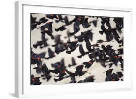 Red-Winged Blackbirds (Agelaius Phoeniceus) in Flight-Gerrit Vyn-Framed Photographic Print