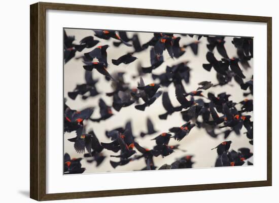 Red-Winged Blackbirds (Agelaius Phoeniceus) in Flight-Gerrit Vyn-Framed Photographic Print