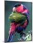 Red-Winged Parrot-null-Mounted Photographic Print