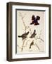 Red-Winged Starling, from 'Birds of America', Engraved by Robert Havell (1793-1878) Published 1820-John James Audubon-Framed Giclee Print