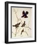 Red-Winged Starling, from 'Birds of America', Engraved by Robert Havell (1793-1878) Published 1820-John James Audubon-Framed Giclee Print