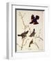 Red-Winged Starling, from 'Birds of America', Engraved by Robert Havell (1793-1878) Published 1820-John James Audubon-Framed Giclee Print