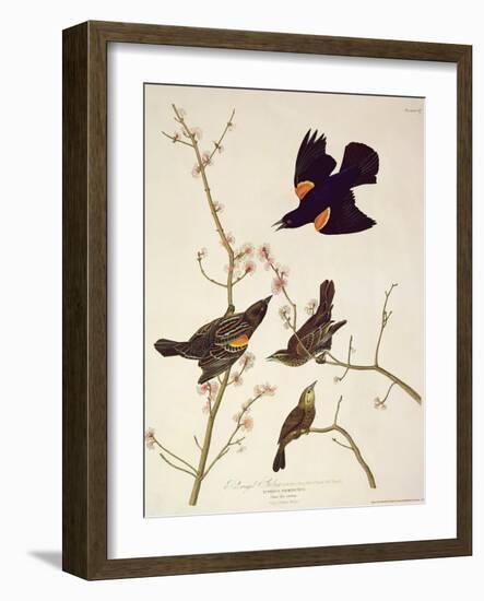 Red-Winged Starling, from 'Birds of America', Engraved by Robert Havell (1793-1878) Published 1820-John James Audubon-Framed Giclee Print