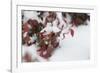 Red Winter-Keith Morgan-Framed Photographic Print