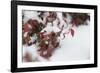 Red Winter-Keith Morgan-Framed Photographic Print