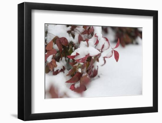 Red Winter-Keith Morgan-Framed Photographic Print