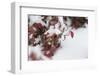 Red Winter-Keith Morgan-Framed Photographic Print