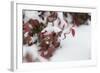 Red Winter-Keith Morgan-Framed Photographic Print