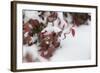 Red Winter-Keith Morgan-Framed Photographic Print