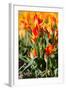 Red with Yellow Tulips in A Field-Peter Kirillov-Framed Photographic Print