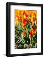 Red with Yellow Tulips in A Field-Peter Kirillov-Framed Photographic Print