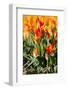 Red with Yellow Tulips in A Field-Peter Kirillov-Framed Photographic Print