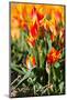 Red with Yellow Tulips in A Field-Peter Kirillov-Mounted Photographic Print