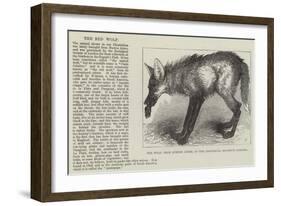 Red Wolf, from Buenos Ayres, at the Zoological Society's Gardens-null-Framed Giclee Print