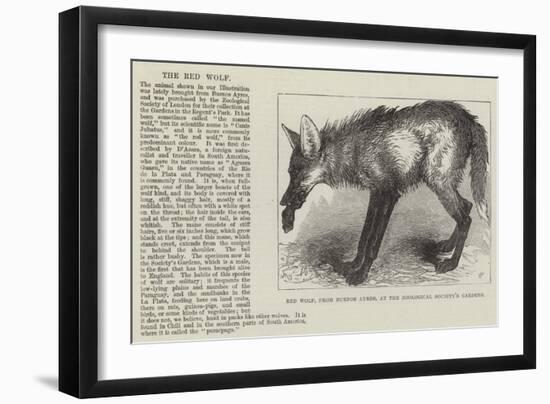 Red Wolf, from Buenos Ayres, at the Zoological Society's Gardens-null-Framed Giclee Print