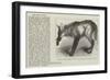 Red Wolf, from Buenos Ayres, at the Zoological Society's Gardens-null-Framed Giclee Print