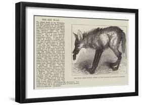 Red Wolf, from Buenos Ayres, at the Zoological Society's Gardens-null-Framed Giclee Print