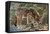 Red Wolf-Gary Carter-Framed Stretched Canvas