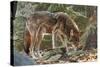 Red Wolf-Gary Carter-Stretched Canvas
