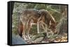 Red Wolf-Gary Carter-Framed Stretched Canvas