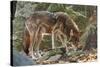 Red Wolf-Gary Carter-Stretched Canvas