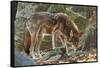 Red Wolf-Gary Carter-Framed Stretched Canvas