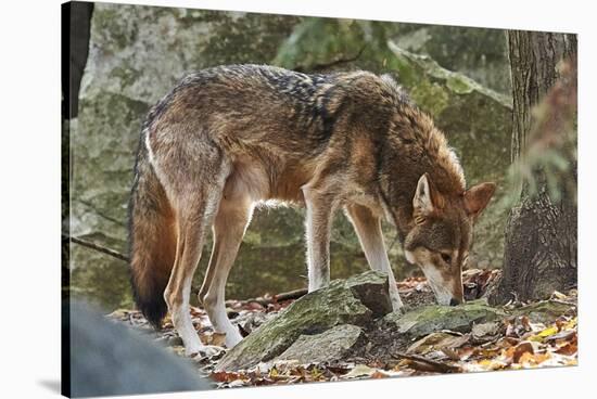 Red Wolf-Gary Carter-Stretched Canvas