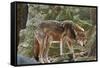 Red Wolf-Gary Carter-Framed Stretched Canvas