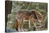 Red Wolf-Gary Carter-Stretched Canvas