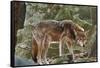 Red Wolf-Gary Carter-Framed Stretched Canvas