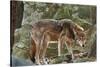 Red Wolf-Gary Carter-Stretched Canvas