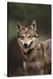 Red Wolf-DLILLC-Stretched Canvas