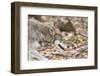 Red Wolf-Gary Carter-Framed Photographic Print